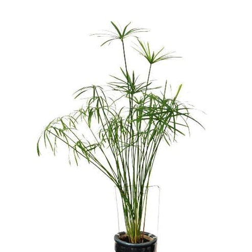 Cyperus Alternifolius, Umbrella Papyrus