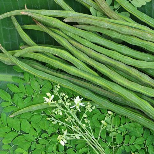 Moringa Oleifera, Drum Stick