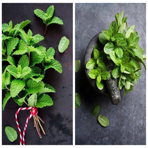 Mint Plant, Mentha