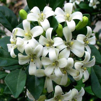 Murraya paniculata, Orange, Thai Jasmine