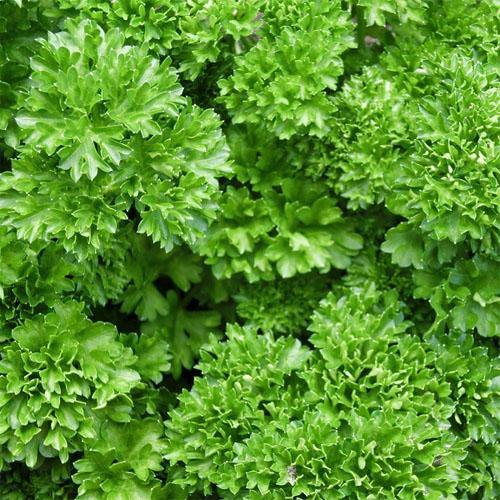 Parsley Plant