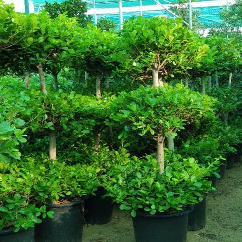 Ficus Diversifolia Two Heads