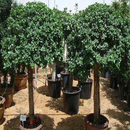 Ficus Diversifolia Rounded