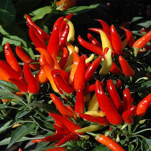 Ornamental Pepper Plant