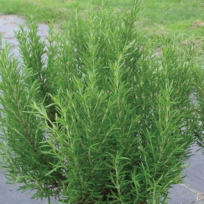 Rosmarinus Officialis, Rosemary Herb Outdoor