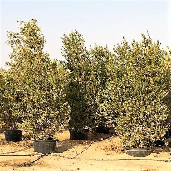 Olea Europaea , Olive Tree, Conical Shape