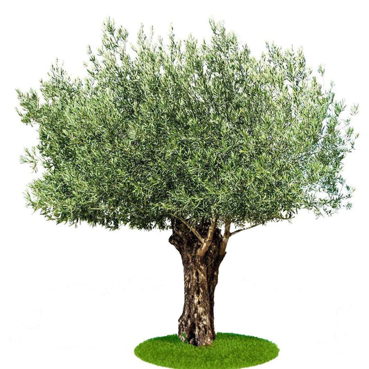 Olive Tree, Olea Europaea