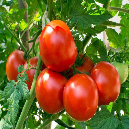 Tomato Plant