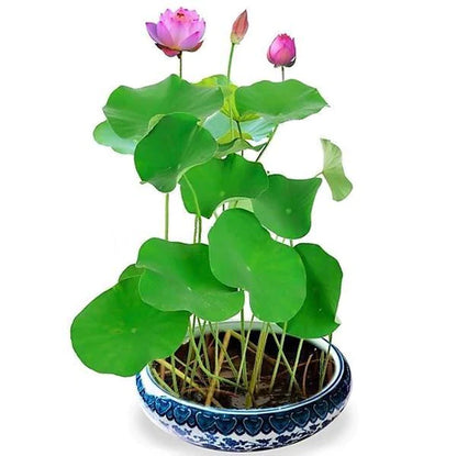 Sacred Lotus, Nelumbo Nucifera