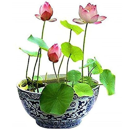 Sacred Lotus, Nelumbo Nucifera