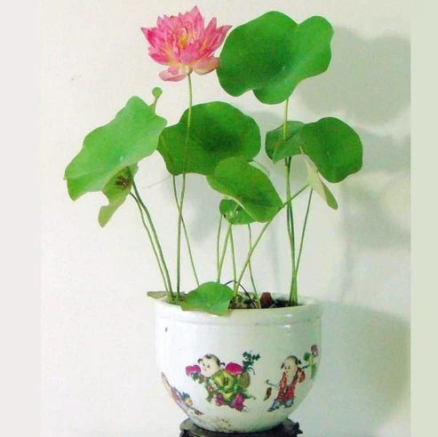 Sacred Lotus, Nelumbo Nucifera