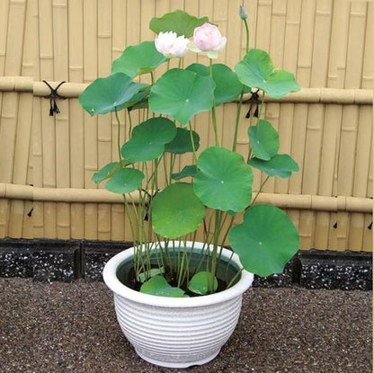 Sacred Lotus, Nelumbo Nucifera