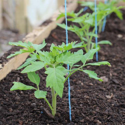 Tomato Plant