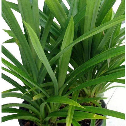 Pandanus Baptistii