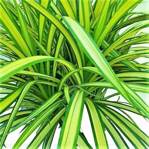 Pandanus Baptistii Variegata