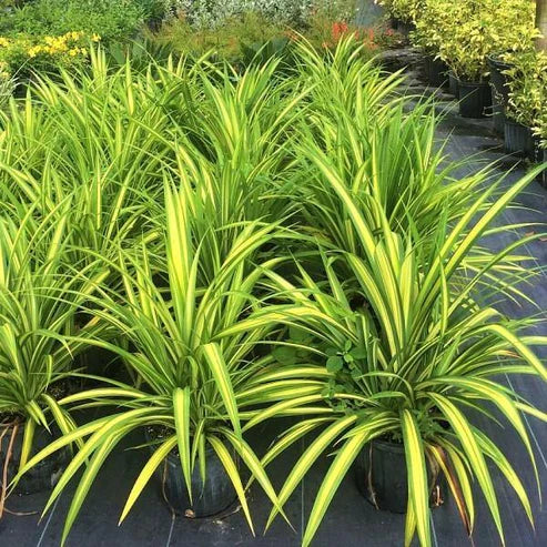 Pandanus Baptistii Variegata