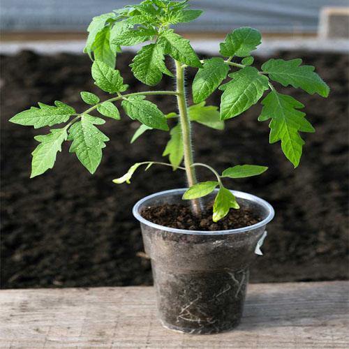 Cherry Tomato Plant