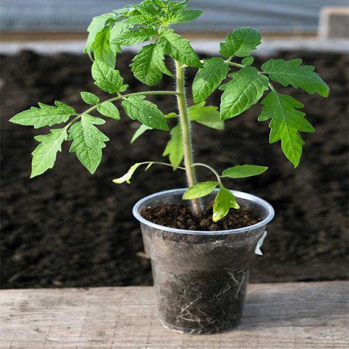 Tomato Plant – WARDA Plants
