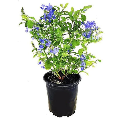 Plumbago Capensis, The Blue Plumbago