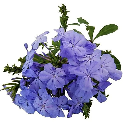 Plumbago Capensis, The Blue Plumbago