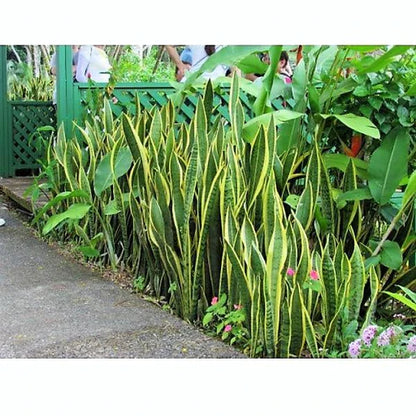 Sansevieria Trifasciata, Superba, Snake Plant, Outdoor