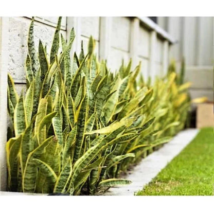 Sansevieria Trifasciata, Superba, Snake Plant, Outdoor