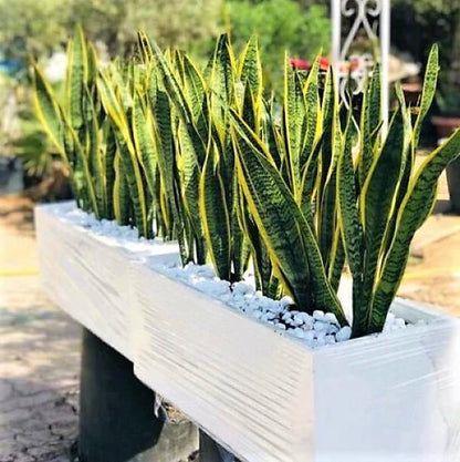 Sansevieria Trifasciata, Superba, Snake Plant, Outdoor