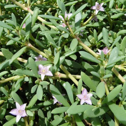 Sesuvium Portulacastrum (small)