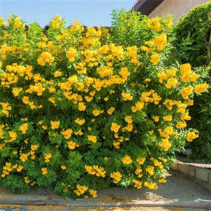 Yellow Bells, Tecoma Stans