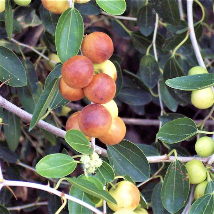 Ziziphus Spina Christi, Sidr Tree