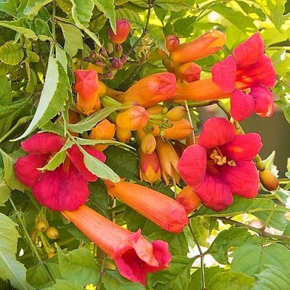 Campsis Radicans, Trumpet Vine