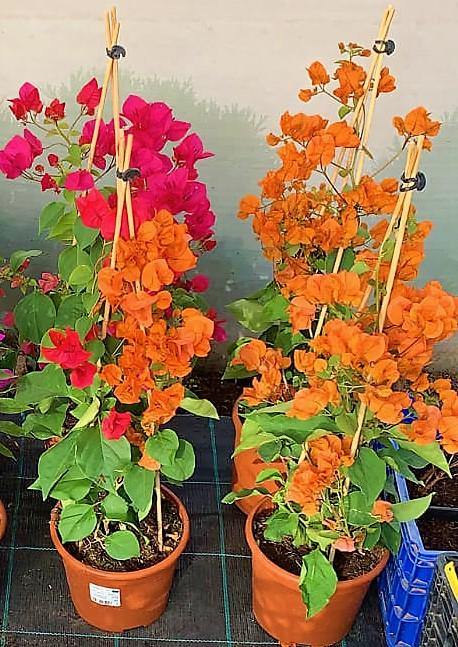 Bougainvillea Spectabilis