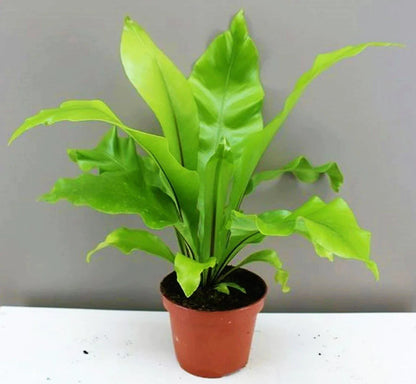 Bird’s Nest Fern, Asplenium Nidus