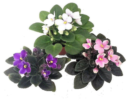 African Violets, Saintpaulia