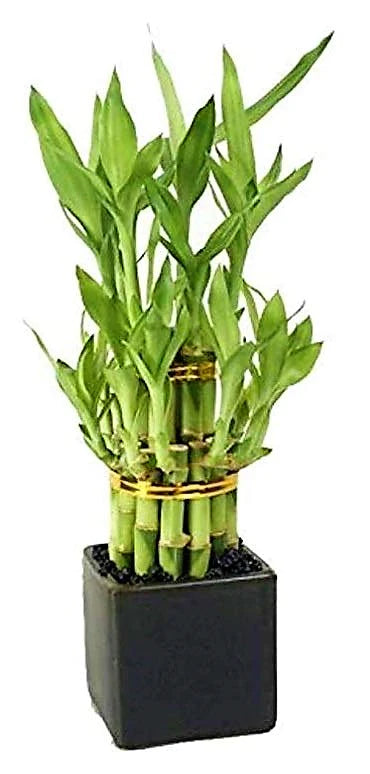 Lucky Bamboo Steps, Dracaena Sanderiana