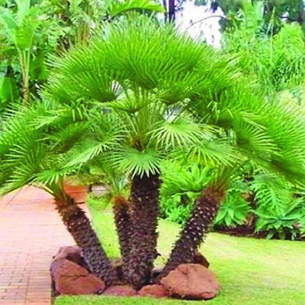 European Fan Palm, Chamaerops Humilis