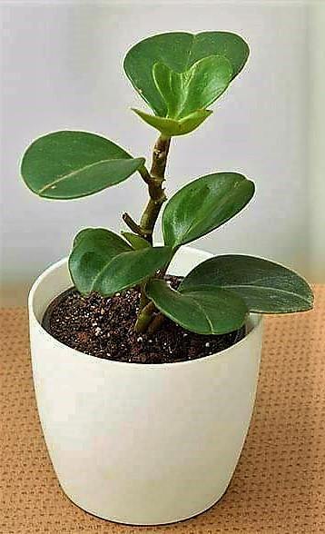 Baby Rubber, Pepper face, Peperomia Obtusifolia