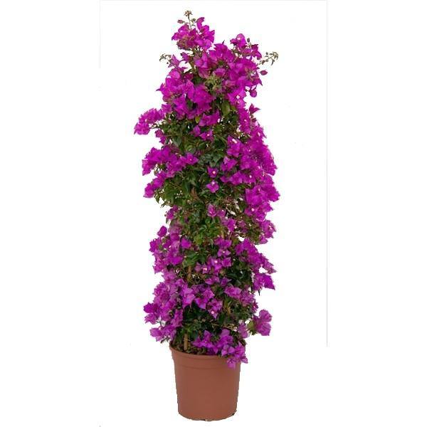 Bougainvillea Alexandra , Purple Paper Flower