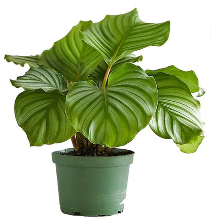 Calathea Orbifolia