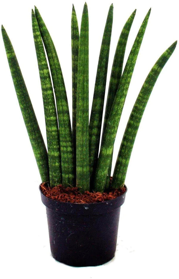 African spear , Sansevieria Cylindrica