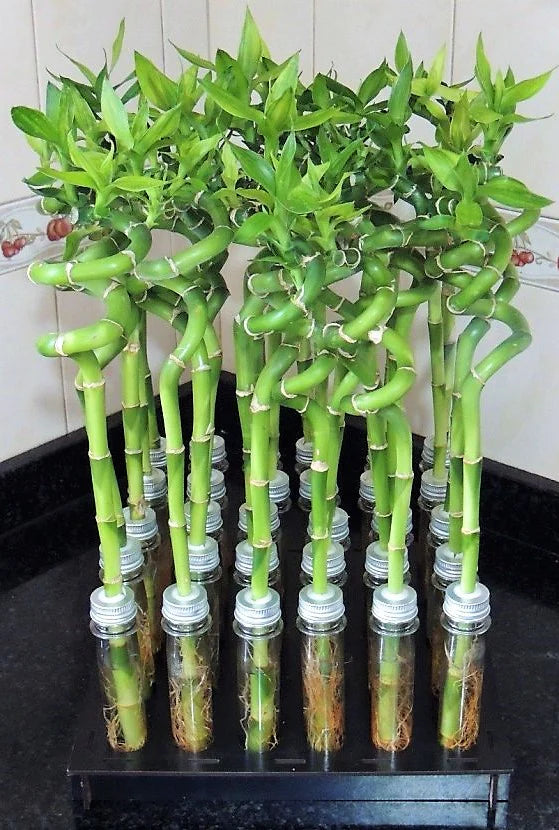 Lucky Bamboo, Dracaena Sanderiana