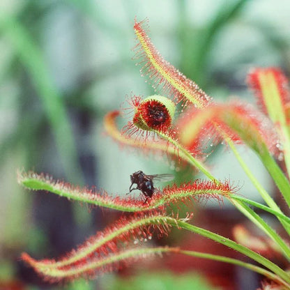 Drosera capensis or Cape Sundew