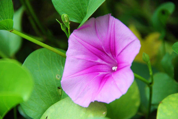 Ipomoea Pes-Caprae, Railroad Vine or Railway Creeper