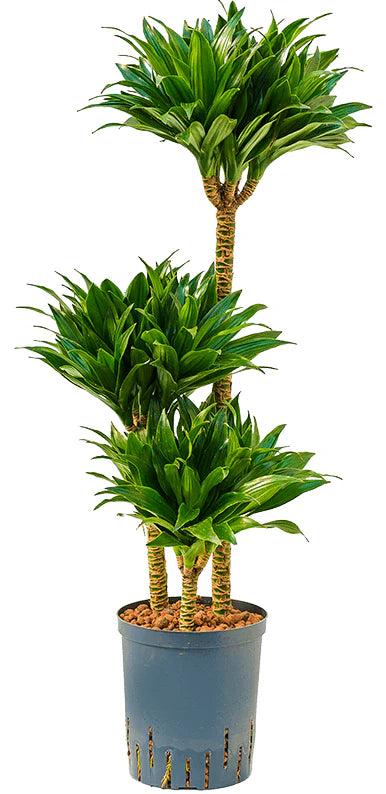 Dracaena Fragrans, Compacta