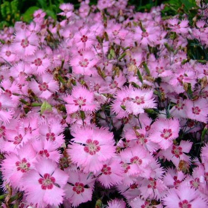 Dianthus Caryophyllus, Carnation (small)