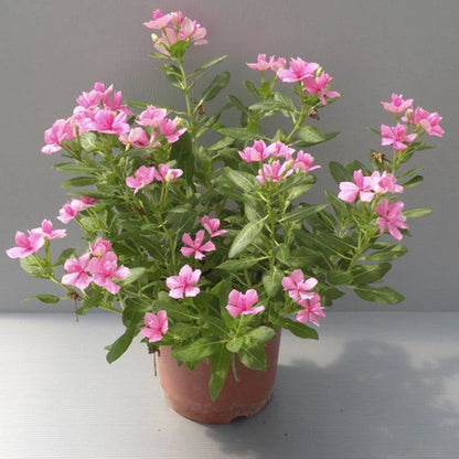 Vinca Flowers (small), Periwinkle