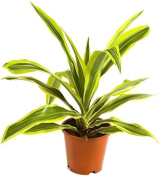 Dracaena Lemon Lime Mini