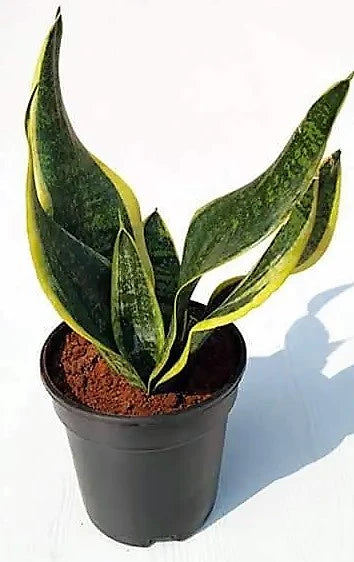 Snake Plant, Sansevieria Trifasciata, Laurentii, indoor