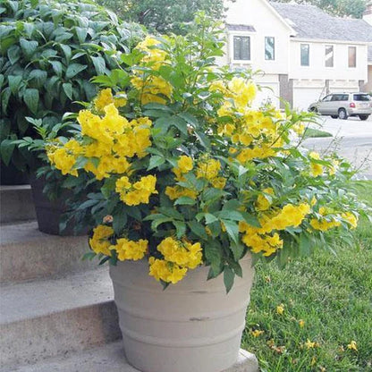 Yellow Bells, Tecoma Stans