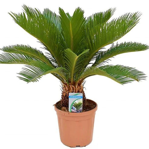 Cycas Revoluta, Sago Palm , Palm Fern, indoor